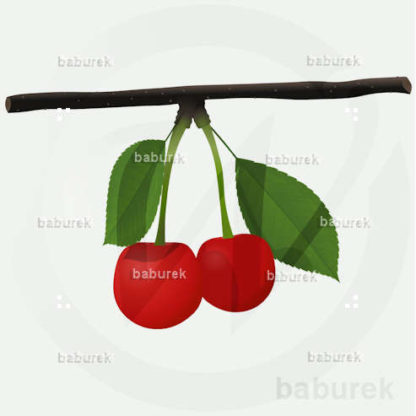 Sour cherry on a branch